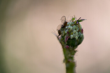 Rose bud with aphids. Plant struck by insect. Infected plants, gardening concept. Close up, selective focus