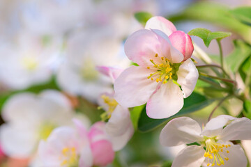 Spring apple flower on twig on nature blur background, Selective focus. Close up, Seasonal macro concept - Springtime, shallow DOF. Copyspace