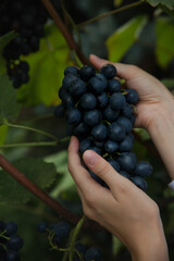Hands of women collecting grapes. Harvest season and winemaking. Selective focus