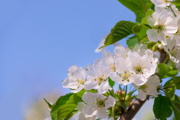Spring sweet cherry flower on twig on nature blur background, Selective focus, Close up. Seasonal concept - Springtime. Copyspace