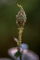 Rose bud with aphids. Plant struck by insect. Infected plants, gardening concept. Close up, selective focus