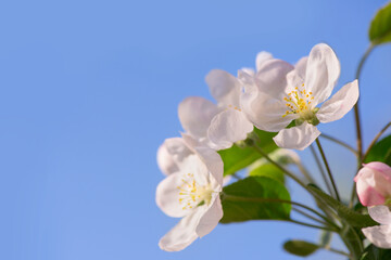 Fototapeta premium Spring apple flower on twig on nature blur background, Selective focus. Close up, Seasonal macro concept - Springtime, shallow DOF. Copyspace