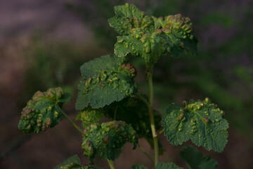 Currant leaves with traces of lesions from aphids.. Plant struck by insect. Infected plants, pest control in garden - gardening concept. Selective focus