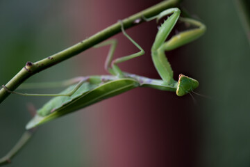Green Mantis on twig, close up, selective focus. Mantodea, Mantopter