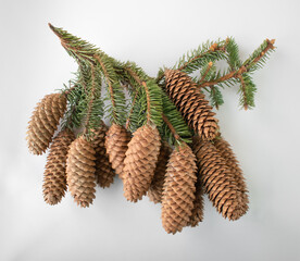 Christmas tree branch with cones. Spruce branch with on a light background. 