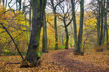 Dekoratives buntes Herbst Panorama mit einem Weg im Laubwald 