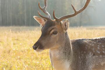 beautiful portrait of a sika deer close-up in free range on the background of the autumn forest