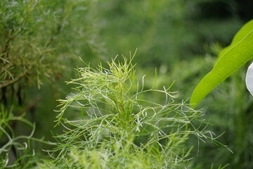 Artemisia abrotanum (southernwood, lad's love, southern wormwood, sunflower, old man) on the tree. Aerial parts of Artemisia abrotanum are used in jaundice therapy