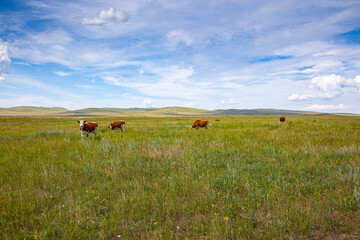 Several brown cows in the Khakass steppe.