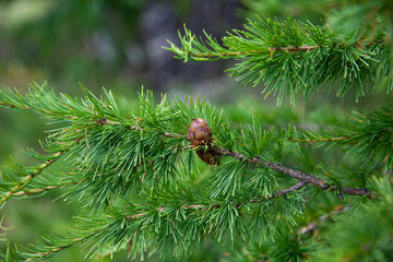 Larch branches with cones, close up