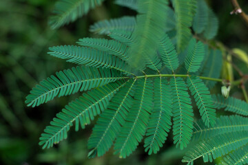 Beautiful and unique green leaves