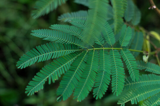 Beautiful and unique green leaves