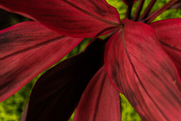 Piękny czerwony tropikalny kwiat, egzotyczne roślinne tło.