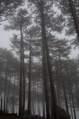 Fototapeta na wymiar trees in the foggy forest. autumn landscape