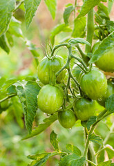 Growing the tomatoes.