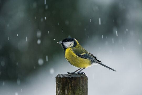 great tit in winter under the snowfall