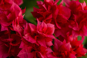 Zbliżenie na piękne czerwone kwiaty na tle zielonych liści. - obrazy, fototapety, plakaty