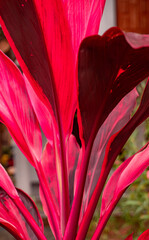 Piękny czerwony tropikalny kwiat, egzotyczne roślinne tło. - obrazy, fototapety, plakaty