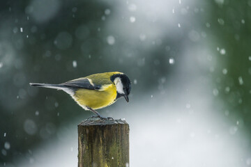 mésange charbonnière en hiver sous la neige © Marc Andreu