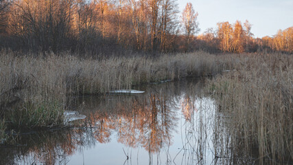 small calm river runs through Latvian forest