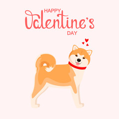 Cute akita with hearts. Valentine's Day greeting card. Cartoon design.
