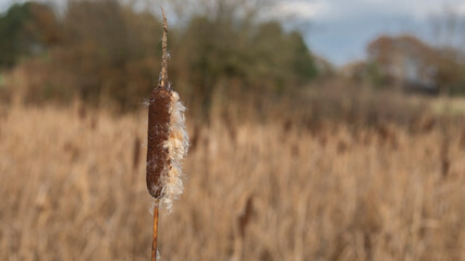 Bull rush splitting open to scatter its seeds