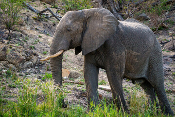 Fototapeta premium Image Number A1R420001. African bush elephant or African savanna elephant (Loxodonta africana) feeding. Mpumalanga. South Africa.