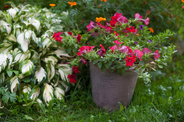Fototapeta na wymiar Petunia, hosta and marigold in the garden
