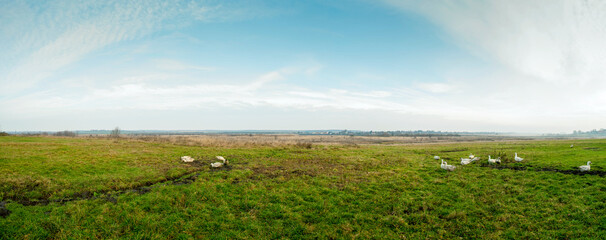 Panorama with ducks on pasture. Distances and sky without trees. © mikhailgrytsiv
