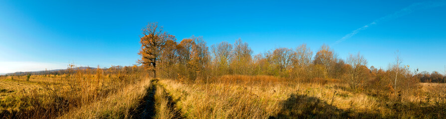 Fototapeta premium Panorama of autumn tree on a large lawn.