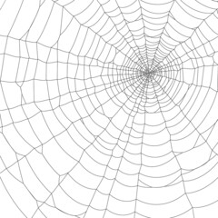 Vector Spider web on white
