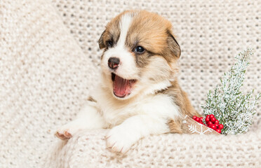 puppy in a knitted blanket