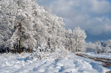 Forest under snow cover, sun and shadows, blue sky.