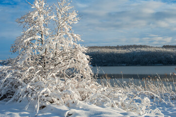 Forest under snow cover, sun and shadows, blue sky.