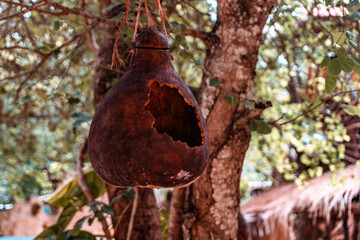 Domek dla ptaków z tykwy, wiszący na drzewie. © insomniafoto