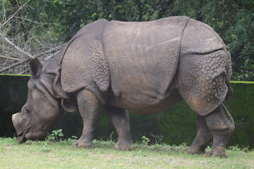 Fototapeta premium A large black rhinoceros in Arignar Anna Zoologycal Park
