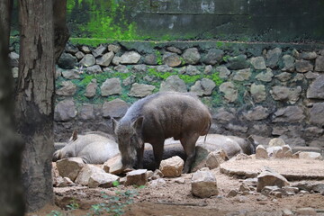 A tapir from Arignar Anna Zoologycal Park.