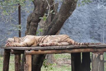 A violent tiger is getting sleep.