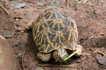 A zoo where an Indian star is eating tortoise food