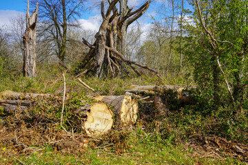 Cut down trees in woodland