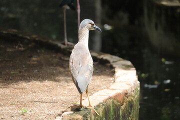  Amazing small size's Indian grey heron is staying side the pond