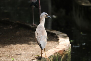  Amazing small size's Indian Grey Heron