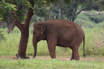  An Indian giant Elephent staying in Chennai's zoo.