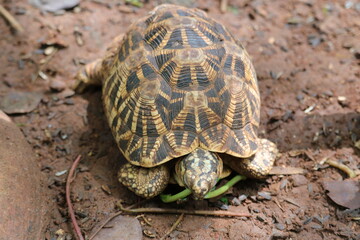 An Indian Star Tortoise at a zoo
