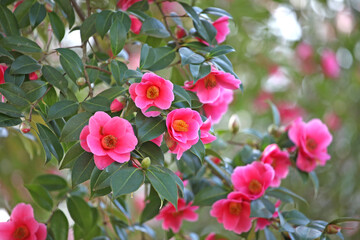 Pink Camellia x williamsii 'Mary Christian' in flower...