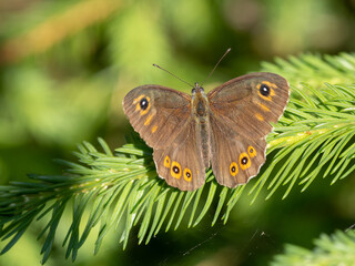 Large wall brown - Lasiommata maera