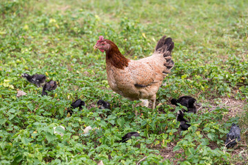 Black rooster or chicken. Rooster isolated on Nature background. A smart Thai rooster. Chickens walk on the grass. Mother hen with chickens in a rural yard. 