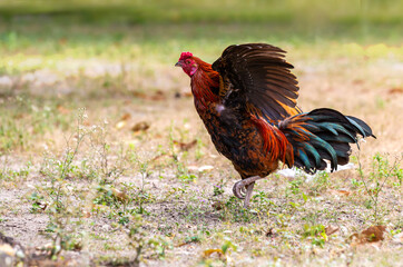 Black rooster or chicken. Rooster isolated on Nature background. A smart Thai rooster. Chickens walk on the grass 