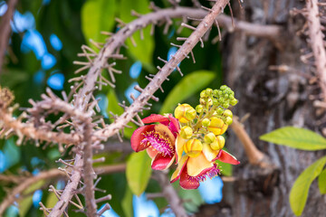 Shorea robusta flower. Sala flora or Shorea robusta flower on Cannonball Tree. Beautiful Shorea robusta blooming or Cannonball tree with natural environment