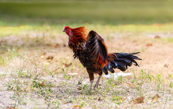 Black rooster or chicken. Rooster isolated on Nature background. A smart Thai rooster. Chickens walk on the grass 